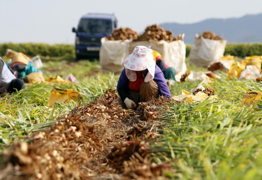 태안군 ‘명품 생강’, 이달 초부터 본격 출하!