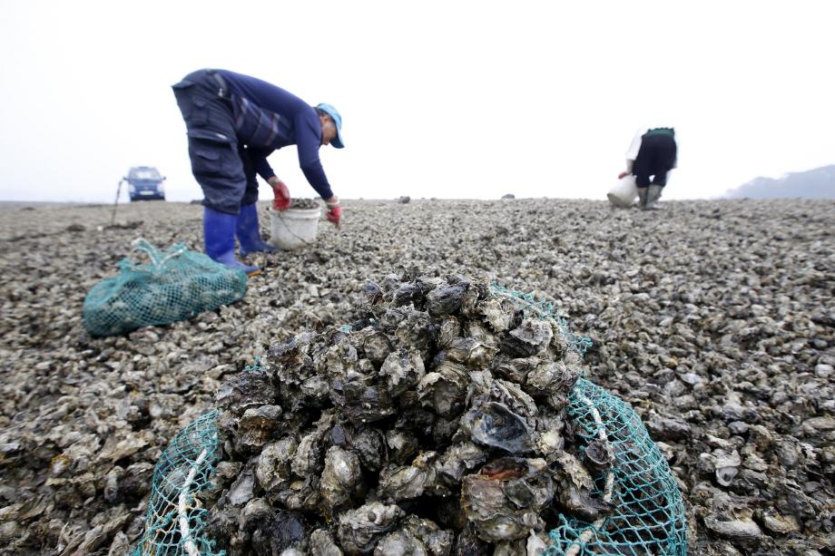 ‘영양만점’ 태안산 굴, 김장철 맞아 큰 인기