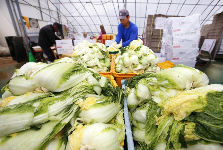 태안군, 청정 바닷물로 절인 절임배추 ‘인기몰이!’