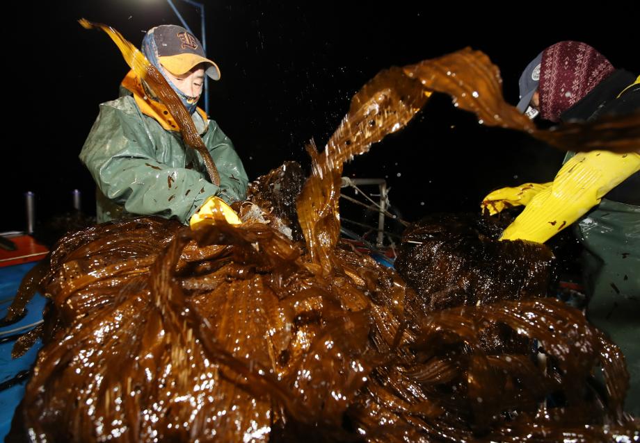 태안군, 미세먼지 배출효과 '곰피' 인기