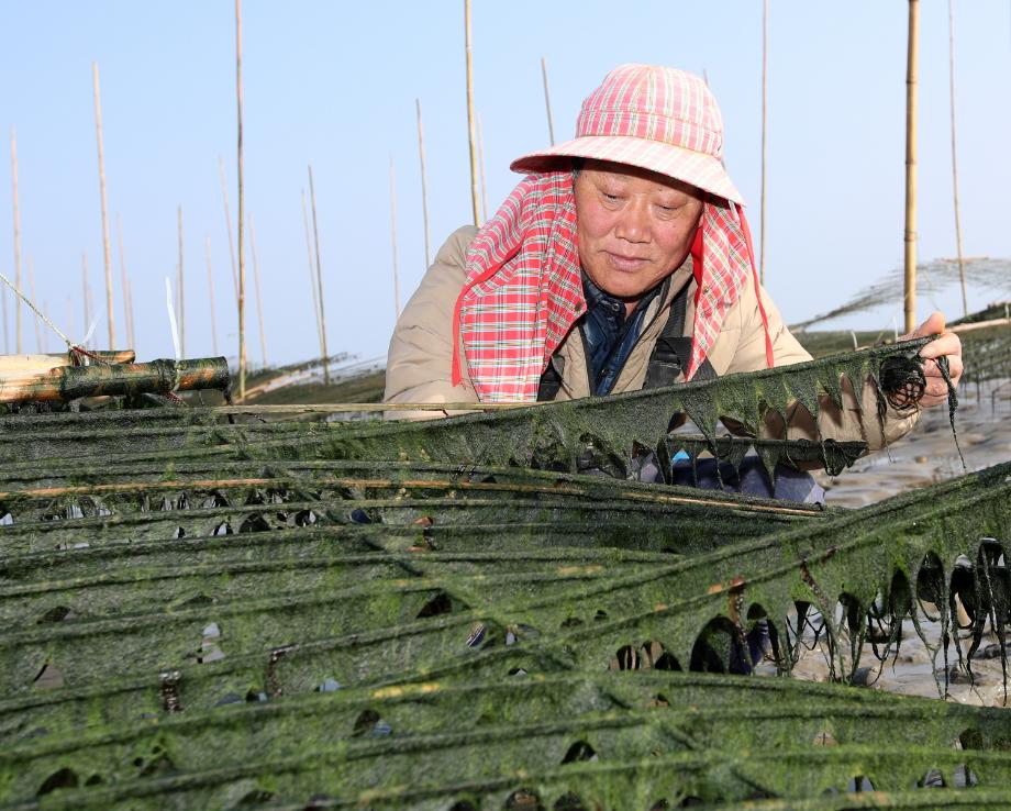 태안군, ‘서해안에서 매생이를?’ 매생이 시험 양식 성공!