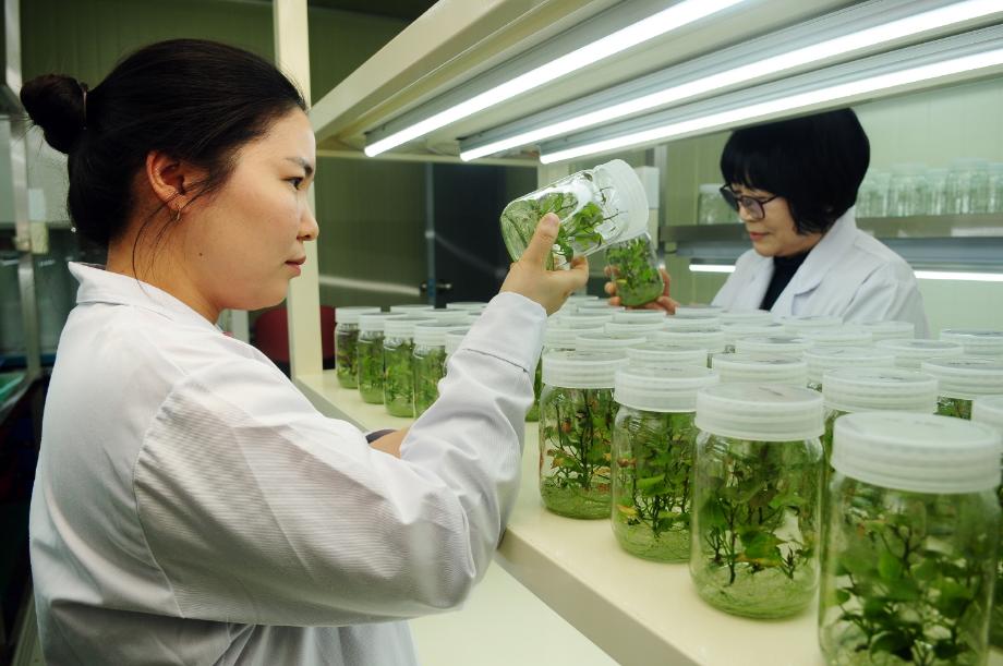 태안군, 웰빙식품 황토 호박고구마 명품화에 앞장!