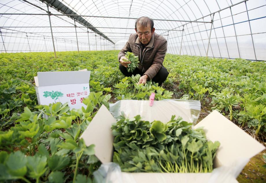 태안군, 봄철 미세먼지 ‘방풍나물’로 씻어내세요!