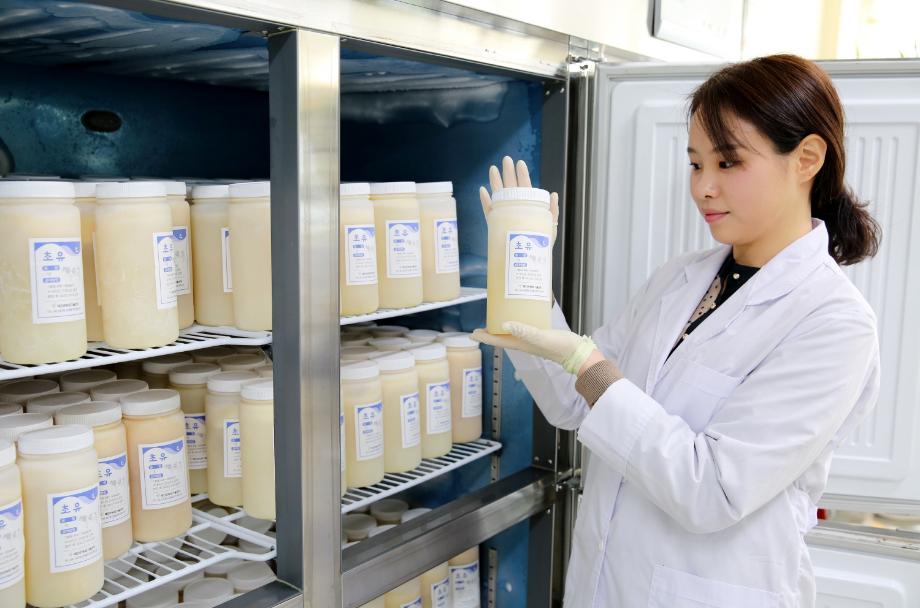 태안군, 송아지 생명 살리는 ‘초유은행’ 큰 호응!