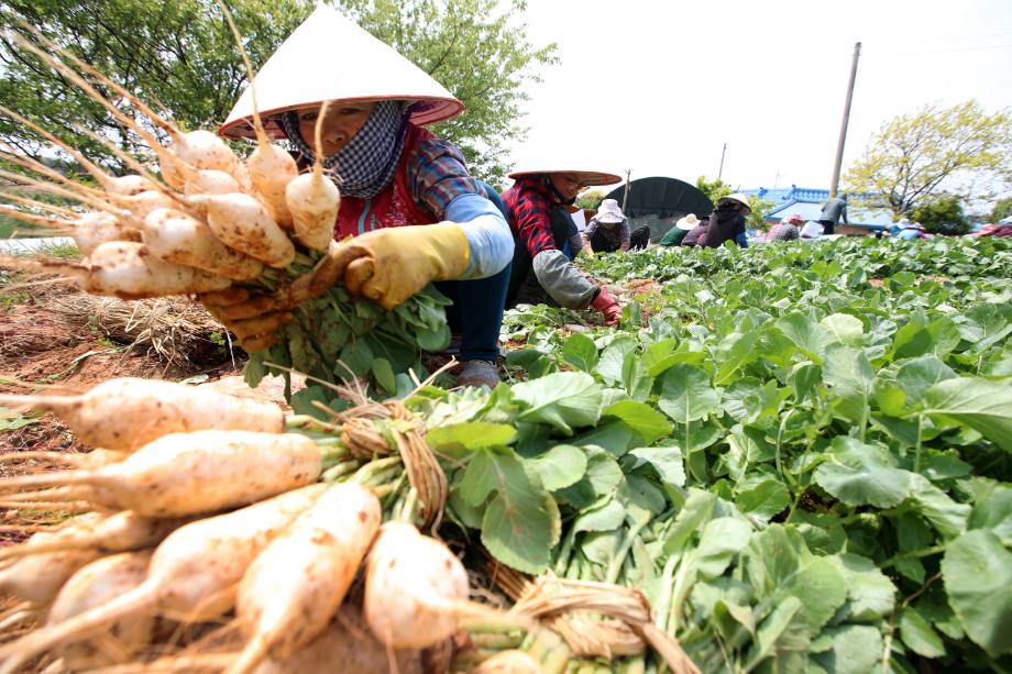 태안군, ‘아삭아삭’ 황토 총각무 본격 출하!