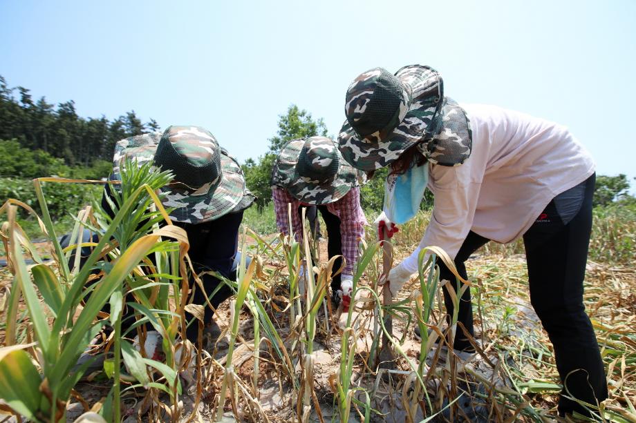 태안군, “부족한 농촌일손 도와드려요!”