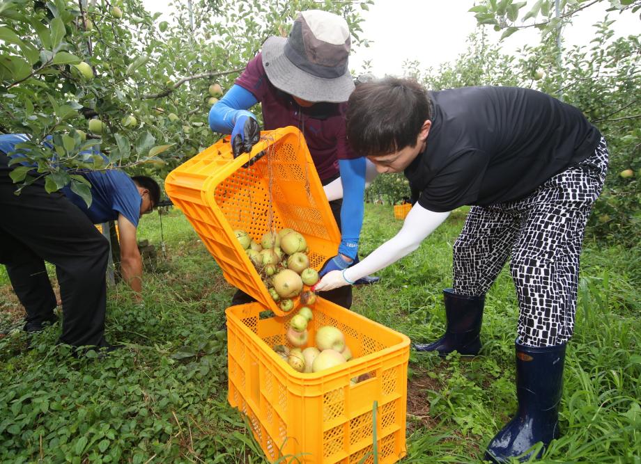 태안군, 태풍 ‘링링’ 피해농가 긴급 인력지원!