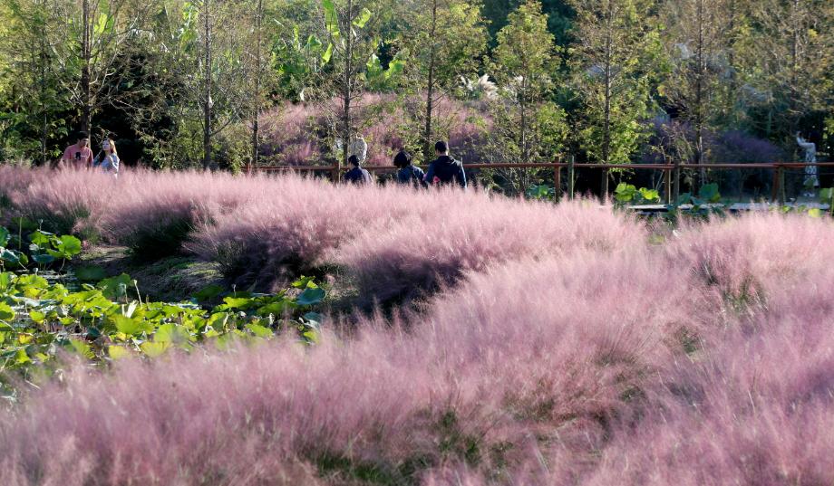 태안군, ‘가을 꽃 한가득!’ 각종 꽃 축제 큰 호응!