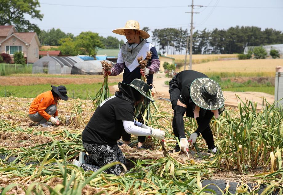 태안군, 계절별 수요에 따른 ‘맞춤형 농촌인력 수급’ 추진!