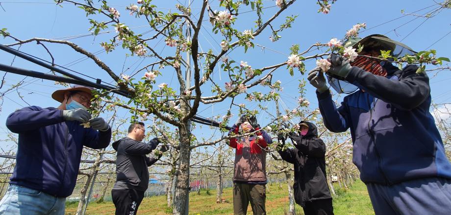 태안군, 코로나19로 인해 인력 확보 어려운 농가 위해 ‘농촌 일손돕기’ 조기 추진!