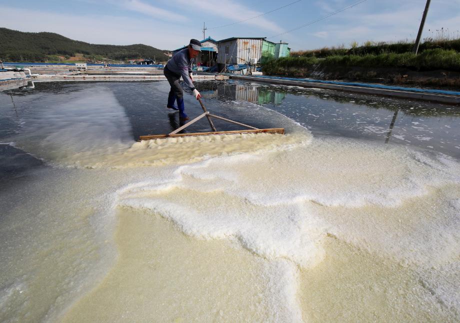 태안군, 명품 ‘송화소금’ 본격 생산 돌입!