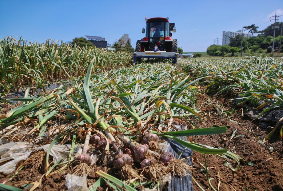 태안군, ‘6쪽마늘 명품화’ 각종 생산자재 적극 지원!