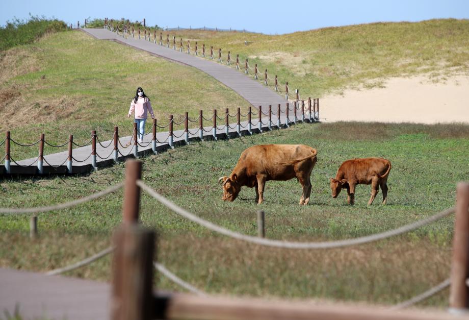 태안군, 신두리 해안사구 ‘생태환경 복원 나선다!’