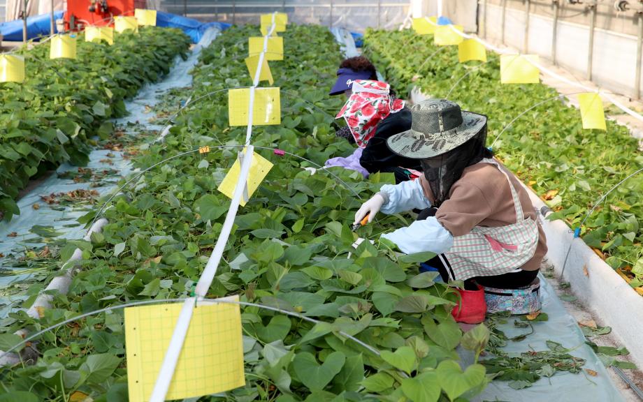 태안군, 고구마 조직배양묘 확대보급 ‘황토호박고구마 명품화’ 앞장