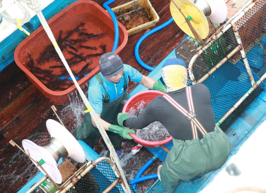 ‘하루 15만 마리’, 태안군 오징어 대풍 예감!