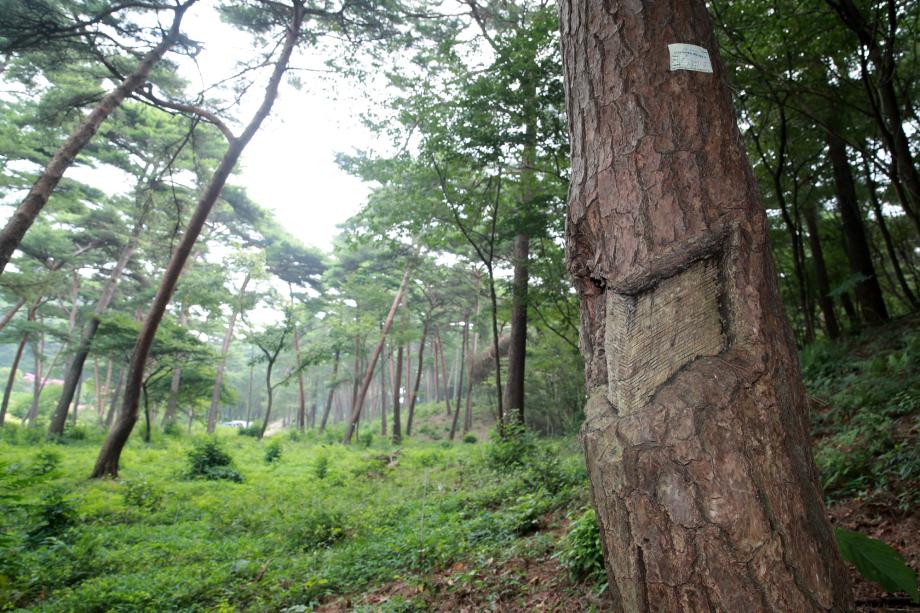 광복절 앞두고 재조명받는 태안군 안면도 ‘상처 난 소나무’