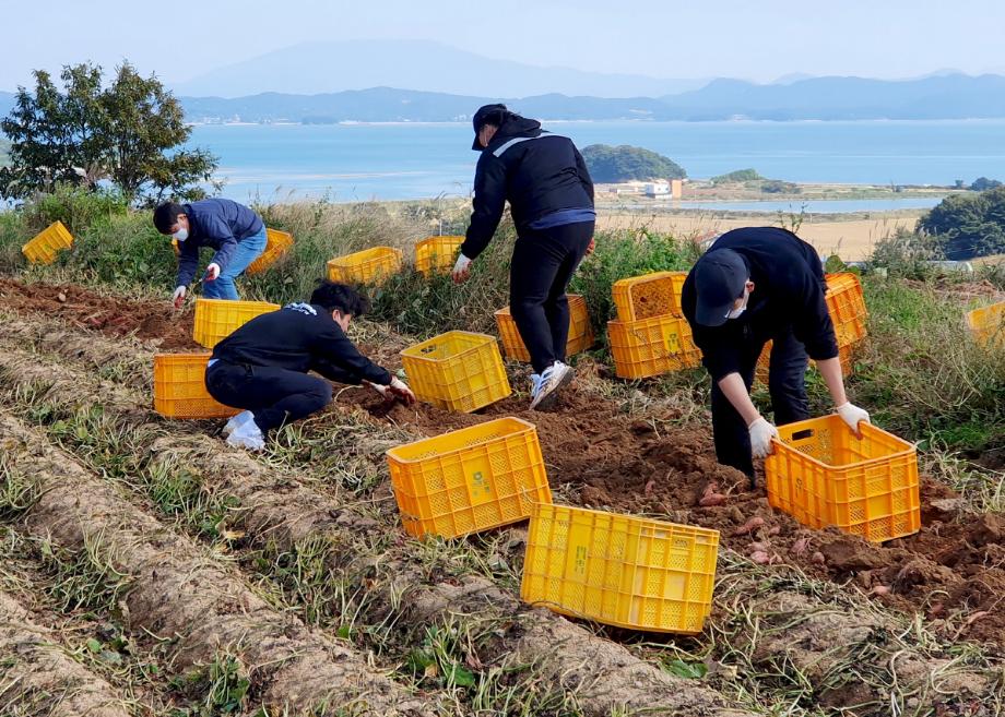 ‘마을도 풍년! 마음도 풍년!’ 태안군 공직자 일손돕기 호응
