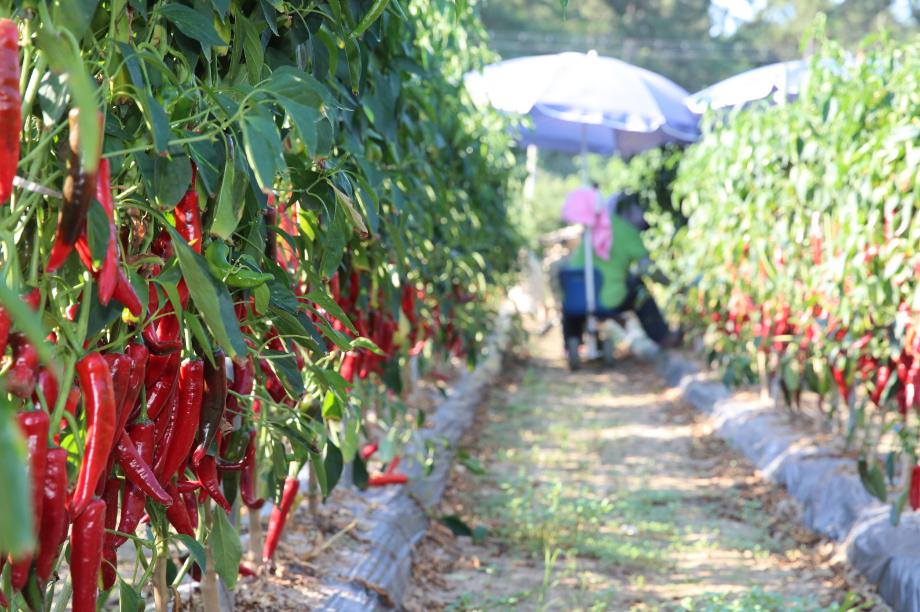 태안군, ‘고추 판로 개척 총력’ 지역상생박람회 온라인 판매전 참여!