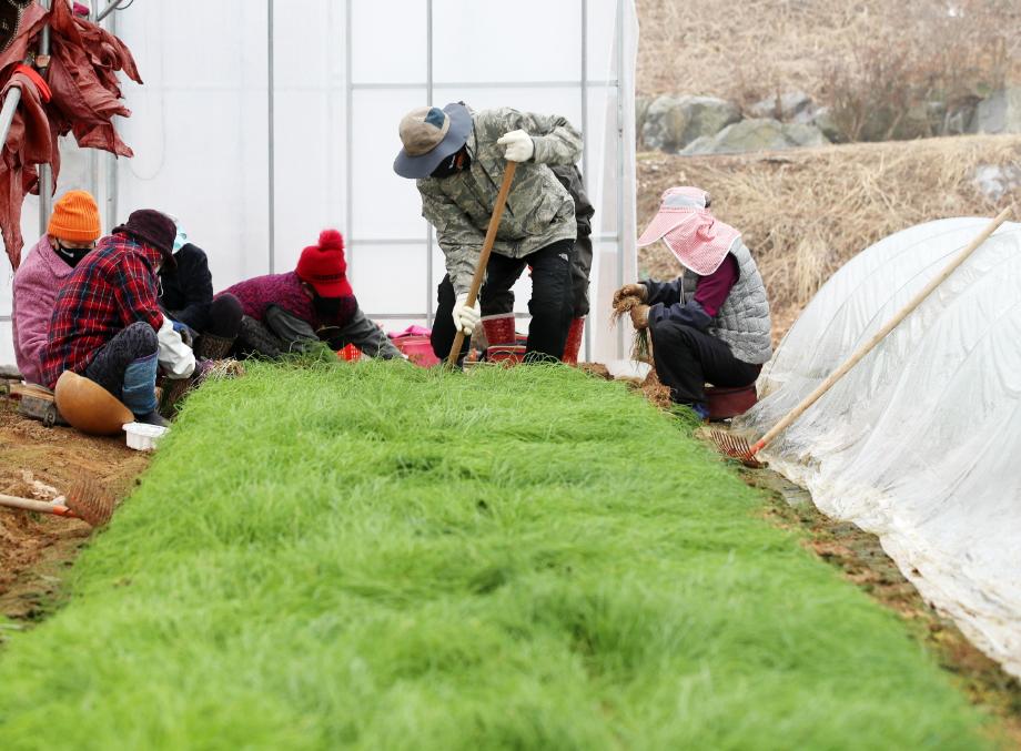 태안군, ‘올해 노인일자리 사업비 139억!’ 도내 최다 3919명 참여