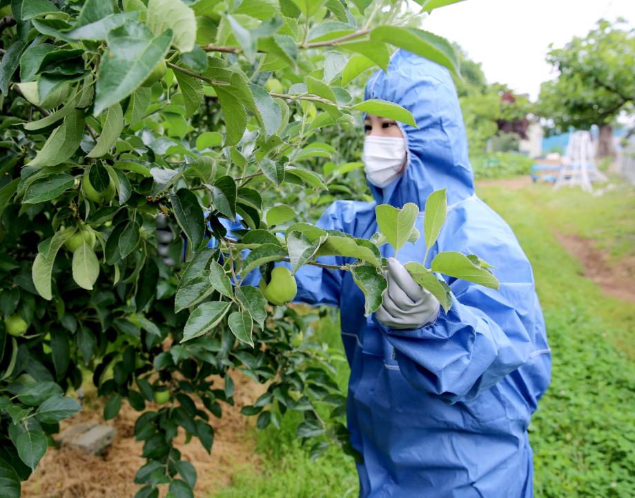 태안군, ‘과수화상병 예방 총력’ 방제약제 긴급 지원