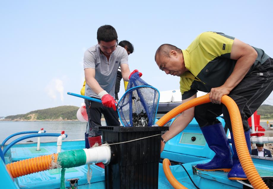 ‘황금어장’ 태안군, 수산자원 회복 결실 맺다!