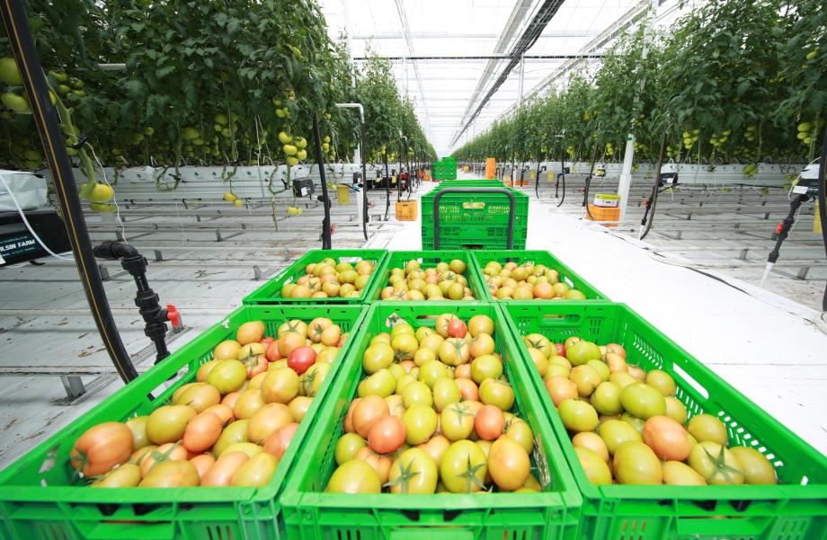 ‘농업 첨단기술 집약체’ 태안군 스마트팜, 첫 수확 결실 맺다!
