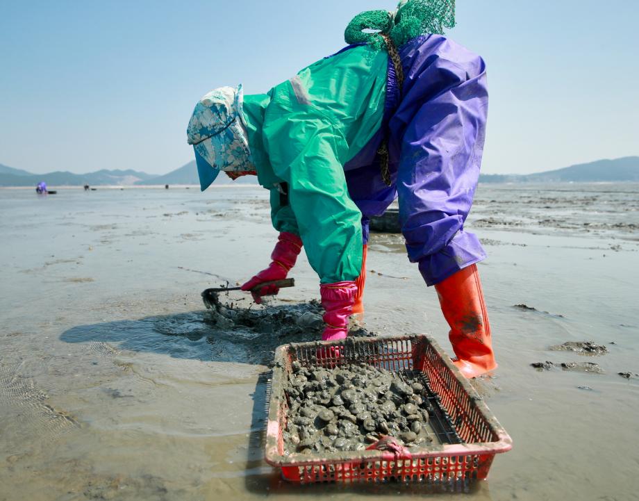 태안의 명품 ‘게르마늄 바지락’ 첫 채취 시작!