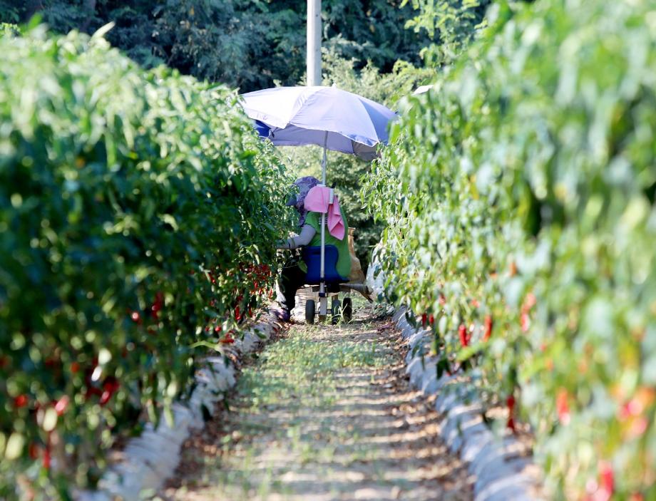 태안군, “고추수확 편하게 하세요!” 수확 편의장비 지원