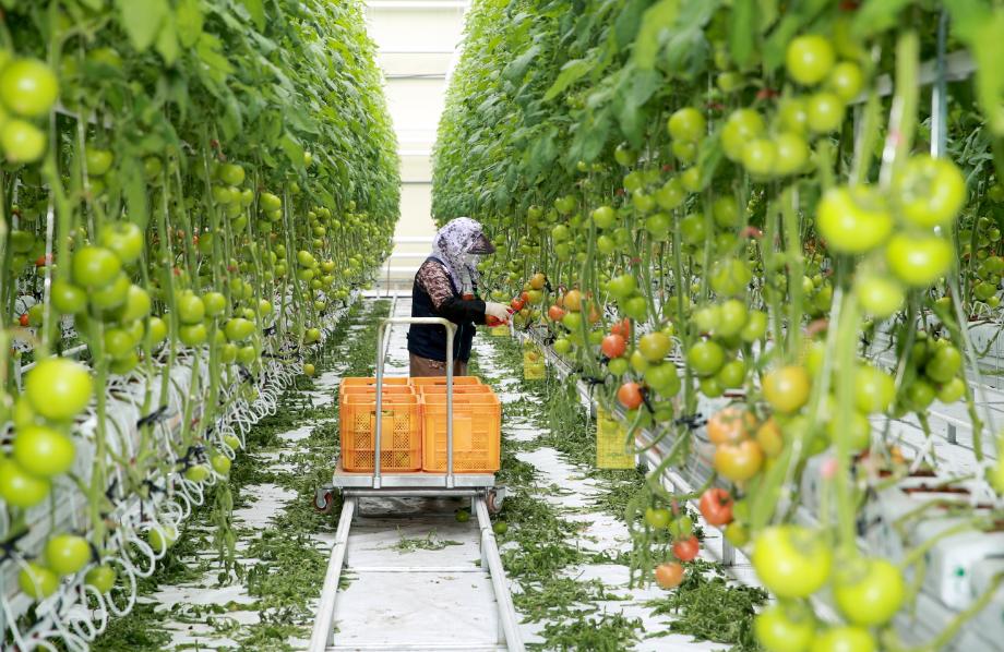 태안군, 스마트팜産 토마토 첫 수출 ‘결실’