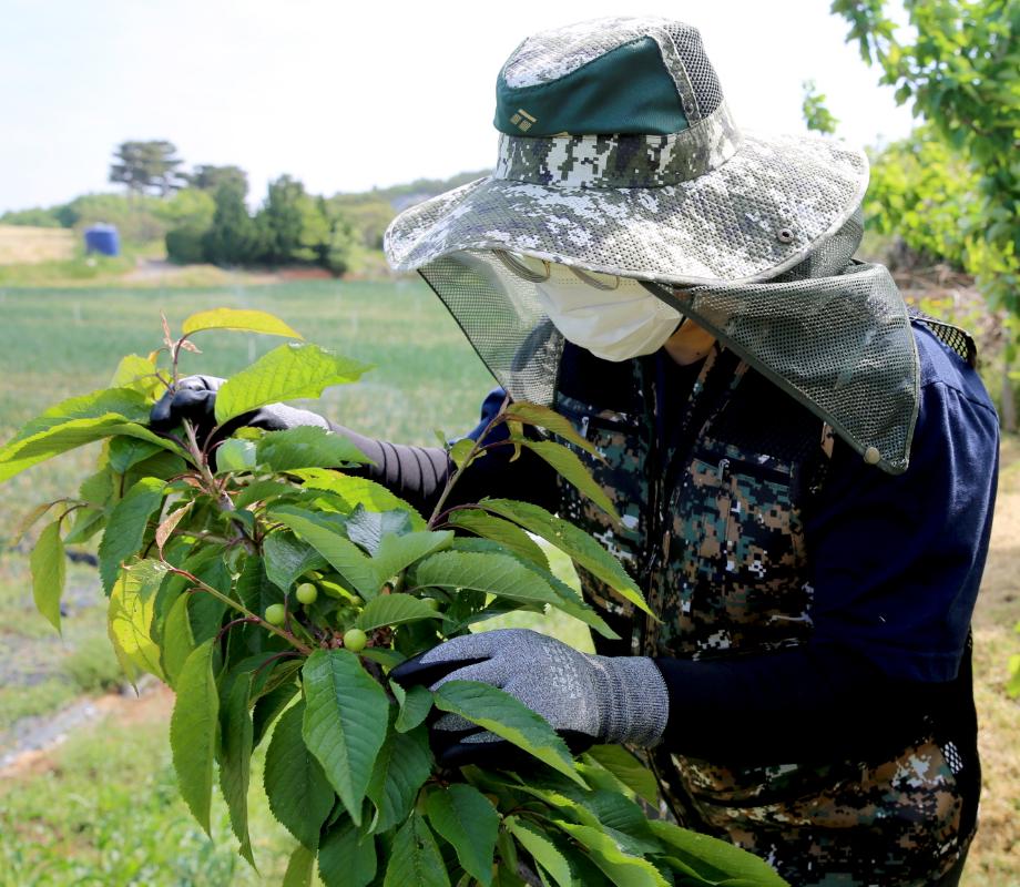 태안군, ‘모내기철 병해충 막는다!’ 방제약제 무료 배포