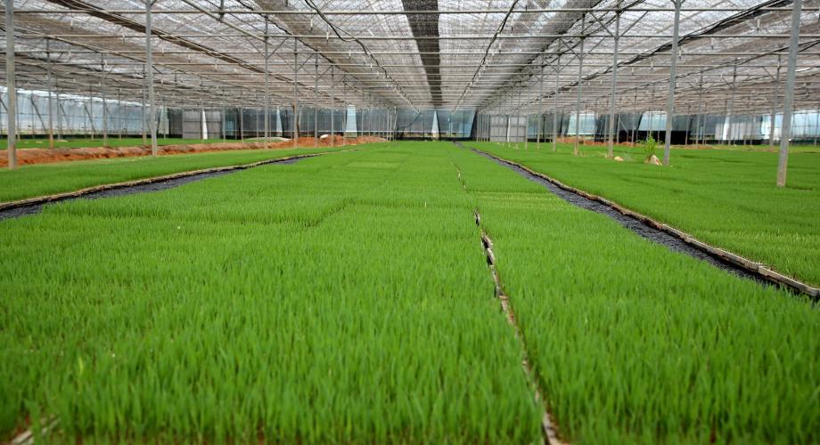 태안군, 적기 이앙 위한 ‘모 수급 알선 창구’ 운영