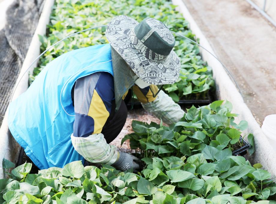 태안군, ‘명품 황토고구마’ 품질 더 높인다!