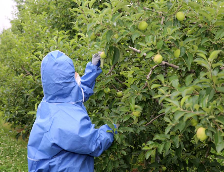 태안군, ‘과수농가 경쟁력 UP!’ 과수화상병 예찰 돌입