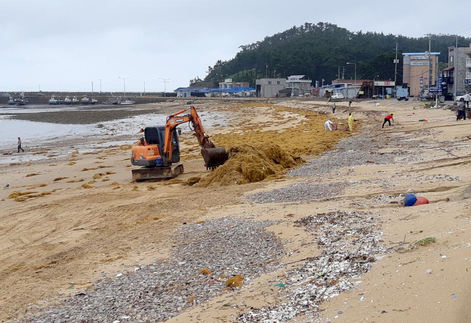 태안군, ‘바다 불청객’ 괭생이모자반 775톤 수거 성과