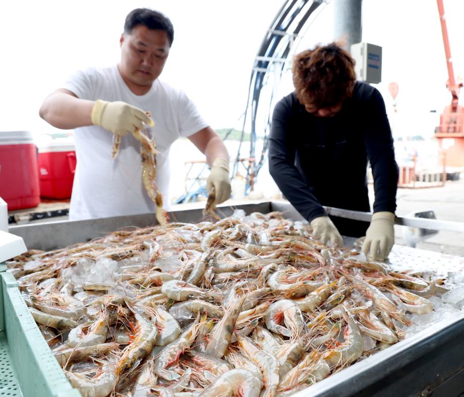 맛도 가격도 ‘역대급!’, 태안 안면도 대하축제 3년 만에 개막