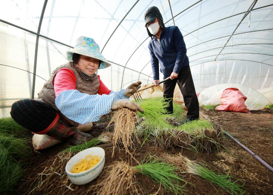 태안군 ‘명품’ 냉이·달래, 대도시 소비자 만났다!