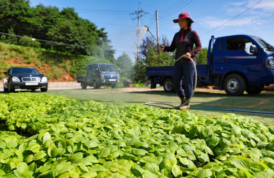 태안군, 전국 최고의 ‘잎들깨 종자 생산단지’로 도약!