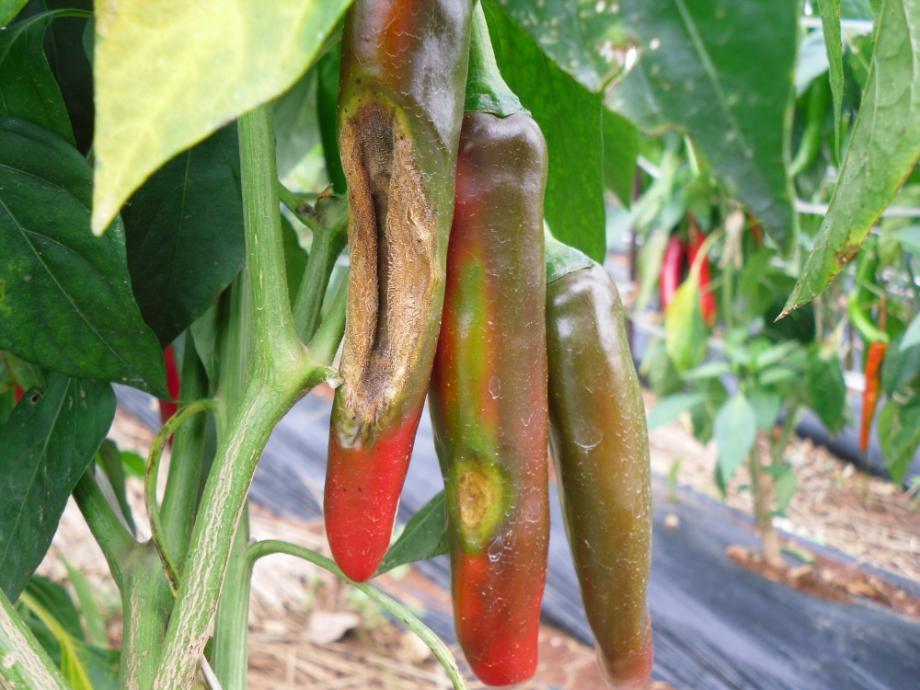 태안군, 장마철 이후 고추·생강 농가 집중 방제 당부