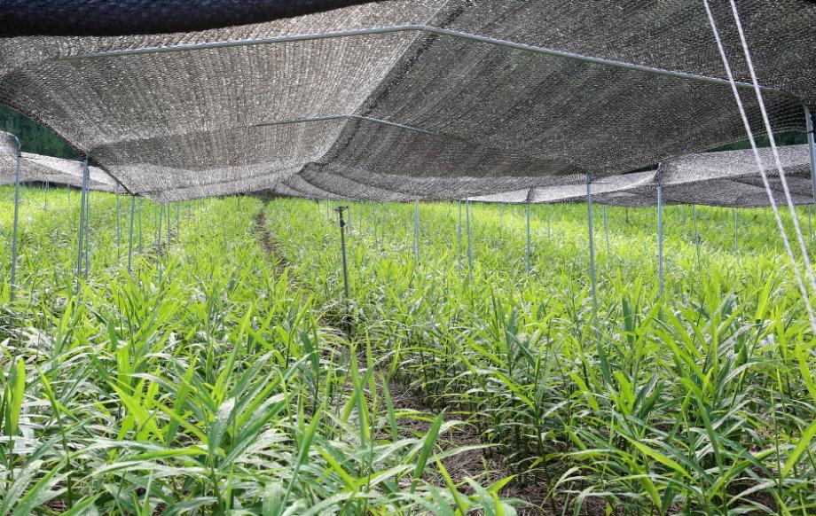 폭염 속 ‘차광막’ 덮은 고품질 태안 생강