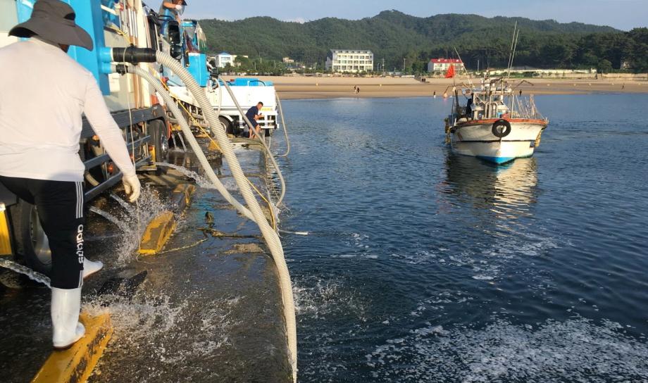 최고의 ‘황금어장’ 태안군, 올해 대하·꽃게 등 2766만 마리 방류