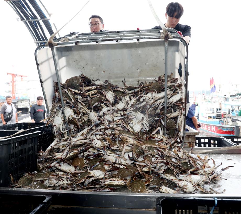 “꽃게야 반갑다!” 태안군 가을 꽃게잡이 드디어 시작!