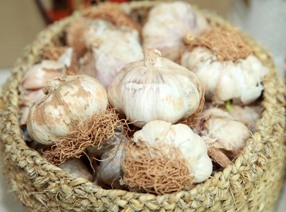 태안군, 지역 대표 특산물 ‘육쪽마늘’ 안정적 생산 앞장!