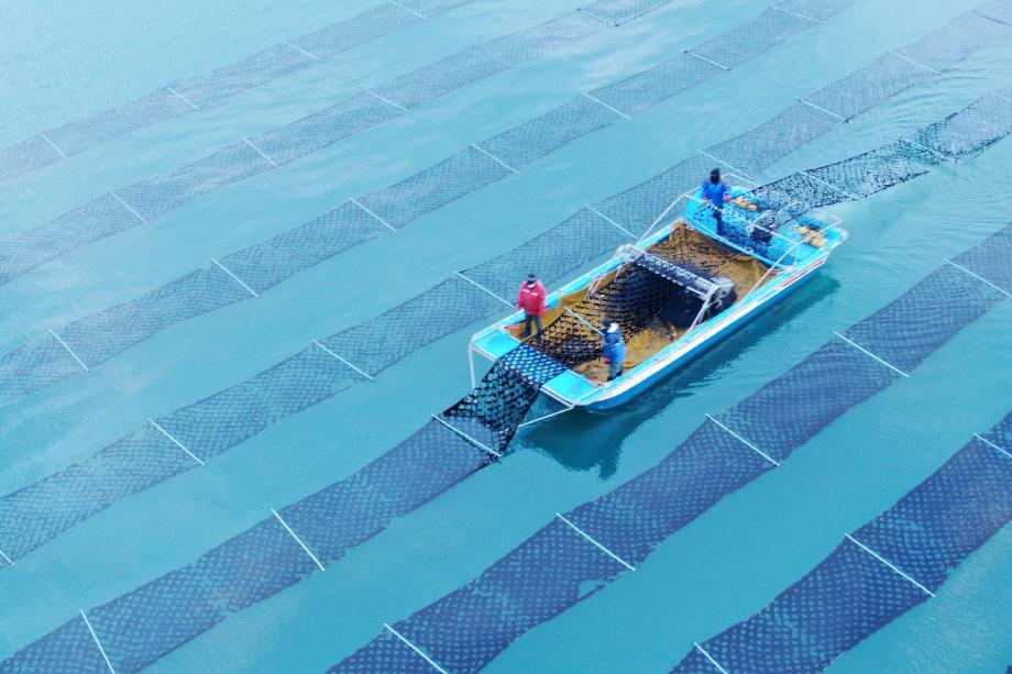 태안군의 ‘명품 지주식 김’, 유기농 김의 새로운 기준 되다!