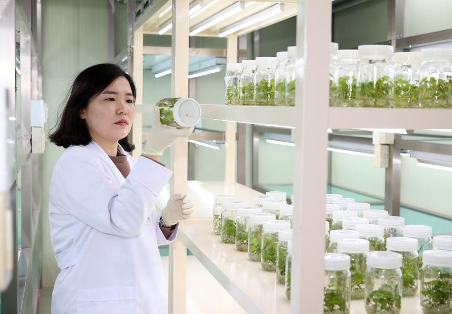 태안군, 고품질 신품종 고구마 무료분양