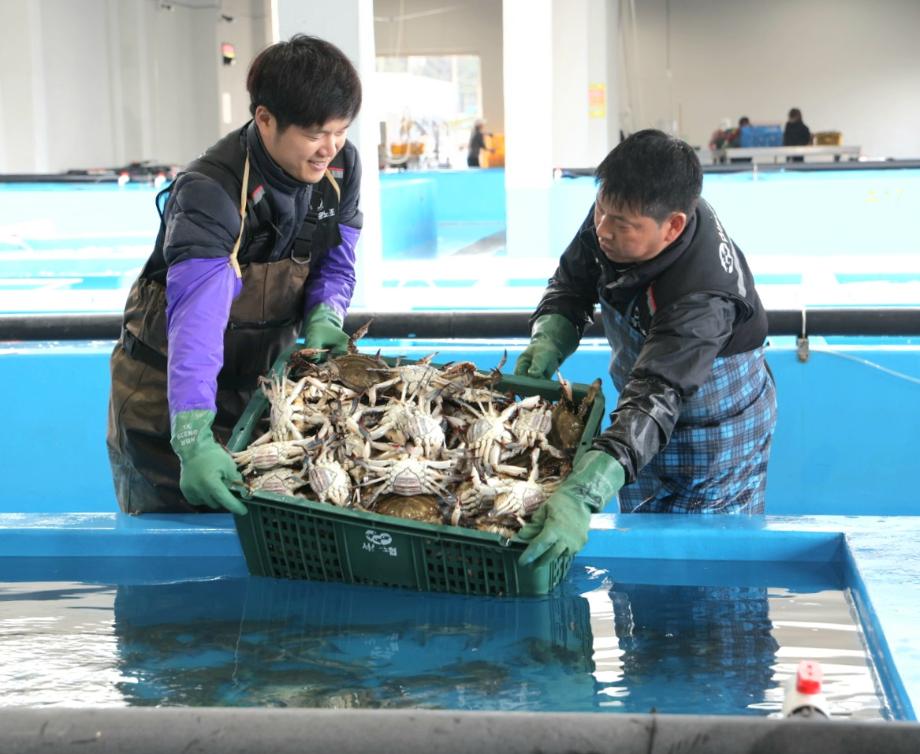 “꽃게가 돌아왔다!” 태안군 봄 꽃게 수확 시작