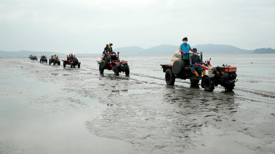 태안군, 근흥면 마금리서 ‘패류어장 재생 시범 사업’ 추진!