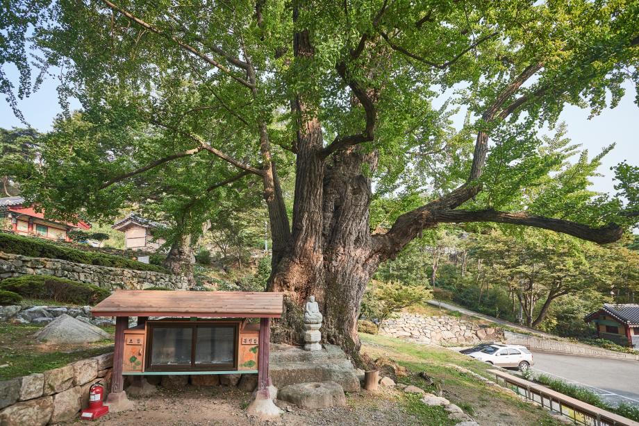 흥주사 은행나무