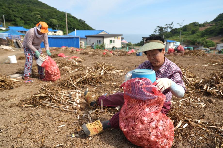 ‘태안의 명품’ 가의도 6쪽마늘, 수확 전량 우량종구로 보급!