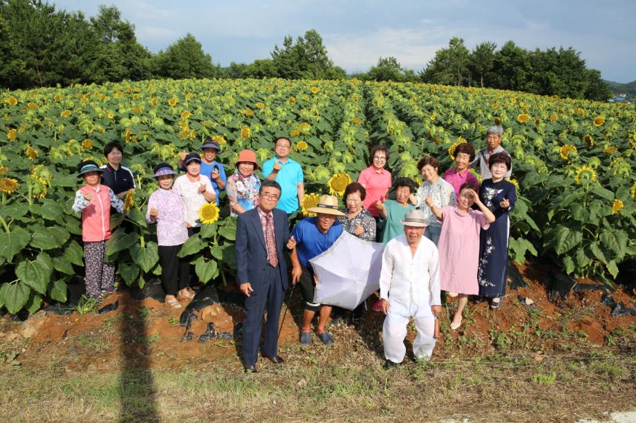 “주름진 손으로 일군 결실”, 태안군의 ‘해바라기 꽃동산’ 화제