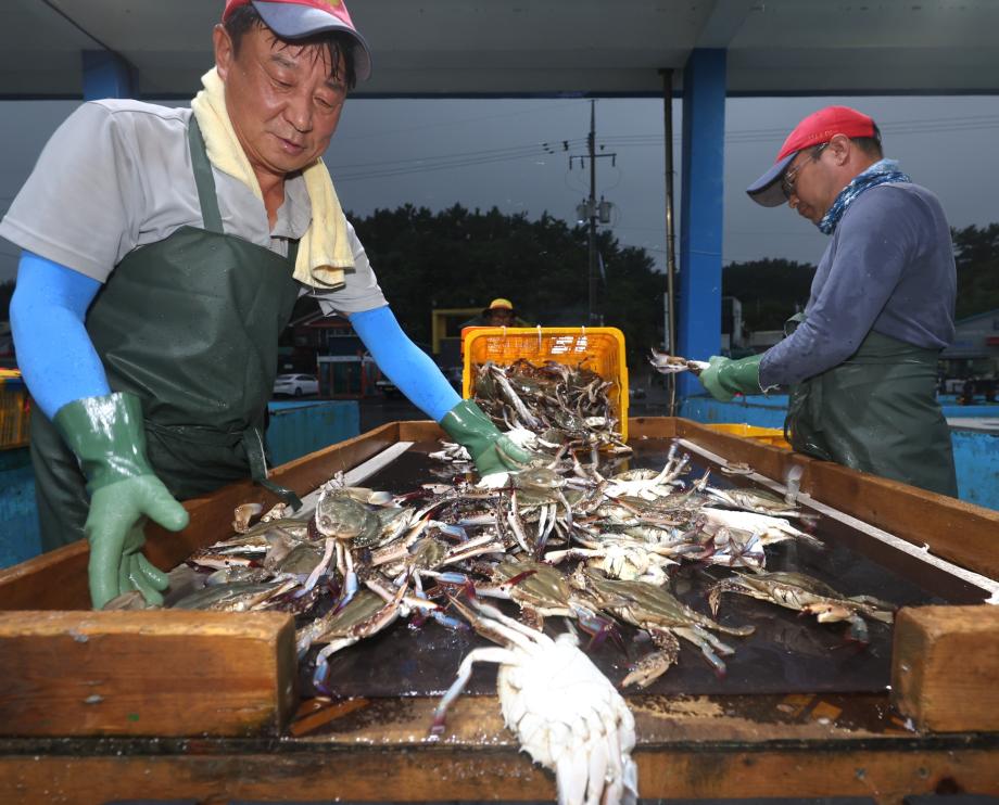 “꽃게가 돌아왔다!” 충남 태안 가을 꽃게잡이 돌입!
